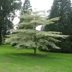 Cornus alternifolia Argentea