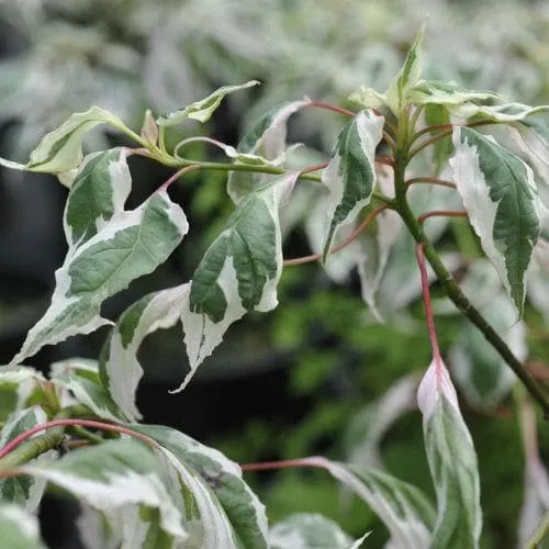 Cornus alternifolia Argentea